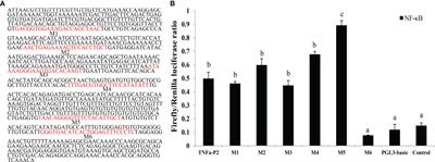 Nuclear Factor-κB Plays a Positive Role in TNFα Expression in Golden Pompano, Trachinotus ovatus (Linnaeus 1758)